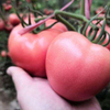 Tomatenpulver