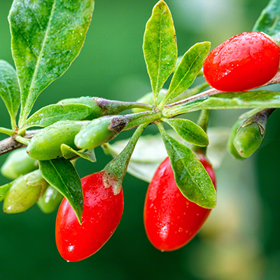 Goji-Beeren-Pulver