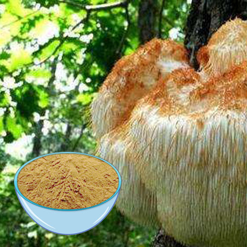 Hericium Erinaceus Extrakt
