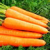 Karottenpulver