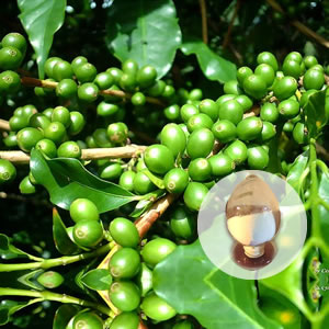 Grüne Kaffeebohnenextrakt 