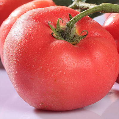 Tomatenpulver