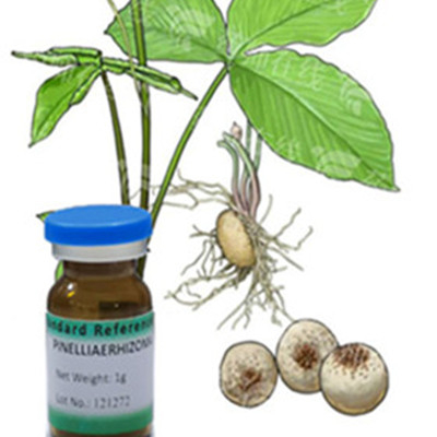 Pinelliae Rhizoma