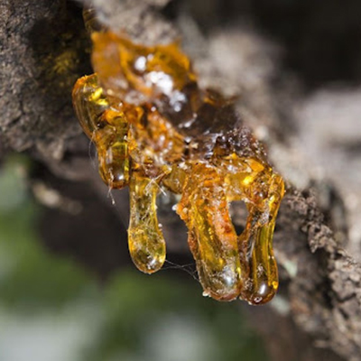 Boswellia Serrata-Extrakt