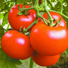Tomatenpulver