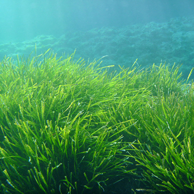 Bio-Spirulina-Pulver