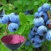 Blaubeerpulver