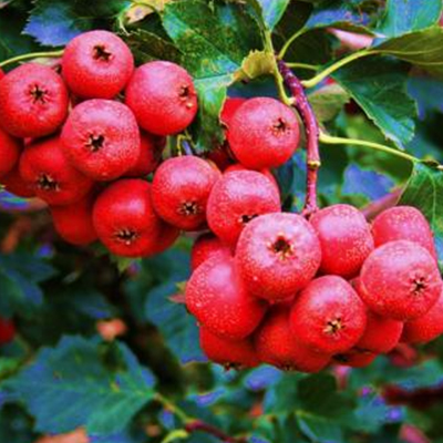 Weißdornbeeren-Extrakt