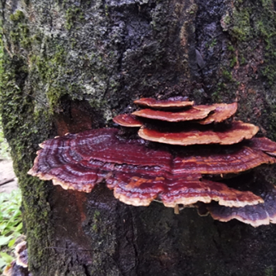 Reishi Pilzextrakt